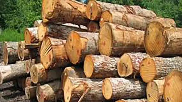 قاچاق چوب جنگل شمال با آمبولانس ! 