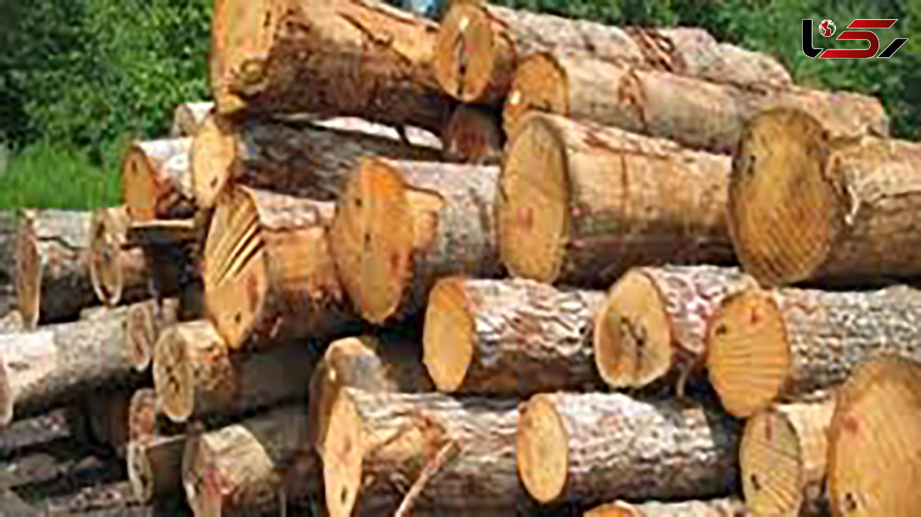 کشف 9 تن چوب قاچاق در سنقروکلیایی/ یک نفر دستگیر شد