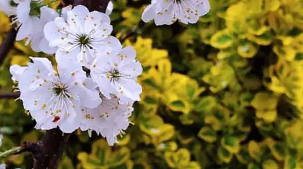 فال تک نیت تاروت + فیلم