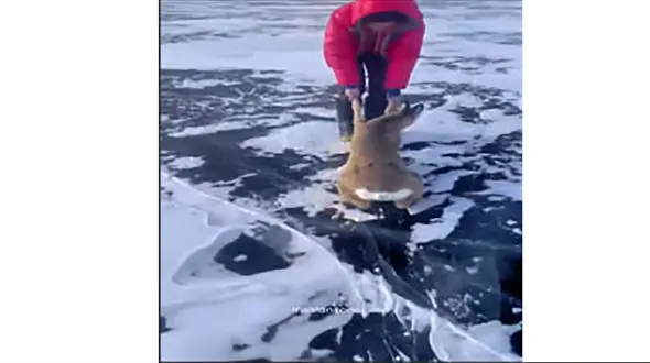 نجات سخت یک گوزن در یخبندان + فیلم