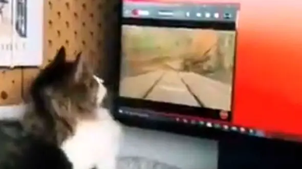 این گربه خانگی عاشق فیلم است + فیلم