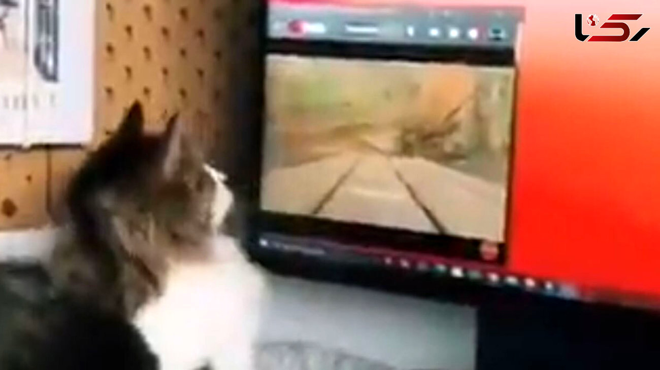 این گربه خانگی عاشق فیلم است + فیلم