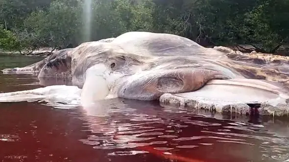 مشاهده عجیب ترین و وحشتناک ترین موجود در ساحل جزیره + فیلم