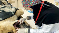 عکس / خانم دکتر قزوینی شیر را بیهوش کرد / دندان های شیر پوسیده بود