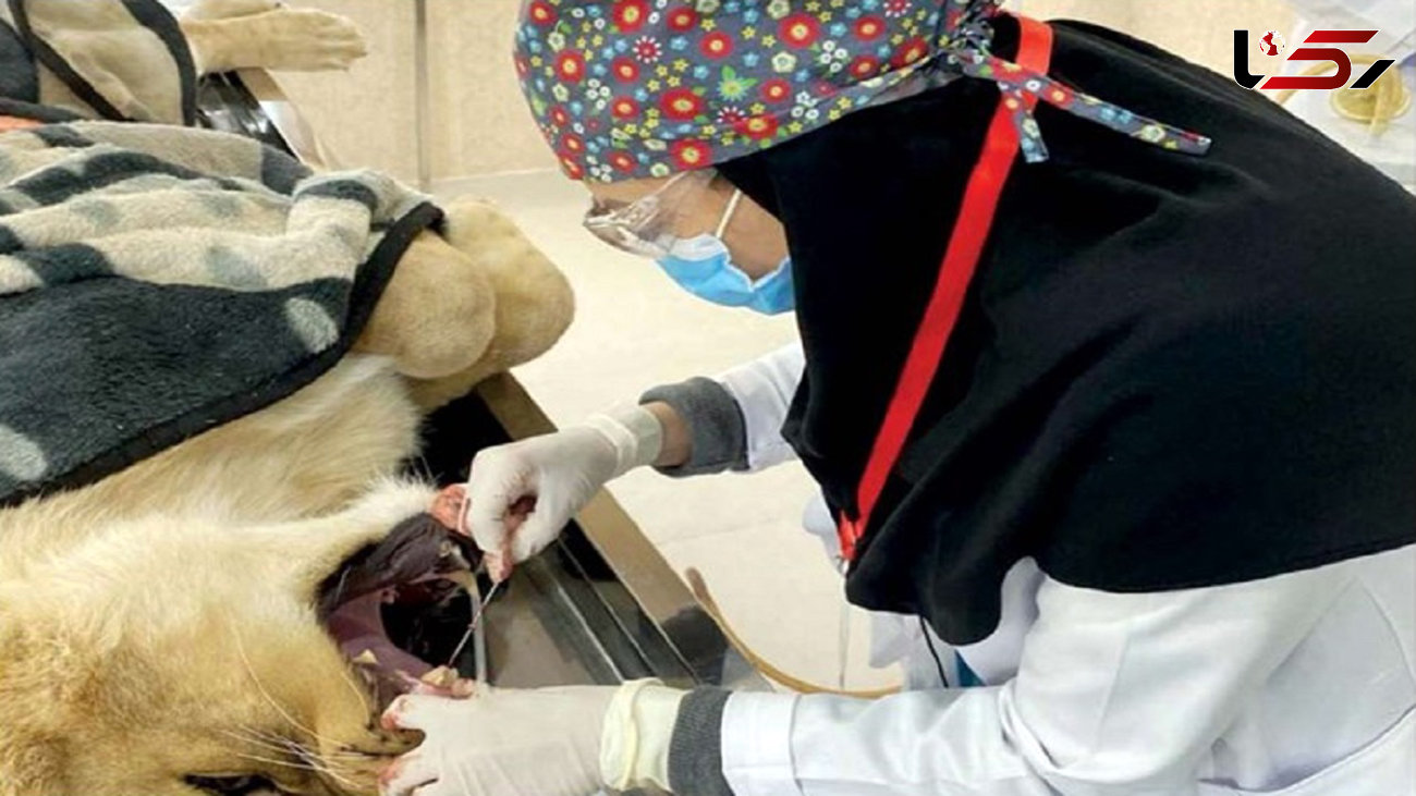 عکس / خانم دکتر قزوینی شیر را بیهوش کرد / دندان های شیر پوسیده بود