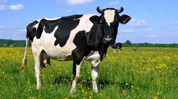 فیلم درگیری در رشت بخاطر جولان گاوها در شهرک مسکونی !