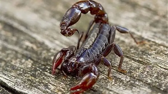 مرگ تلخ کودک 6 ساله پس از عقرب گزیدگی در روستای لنده