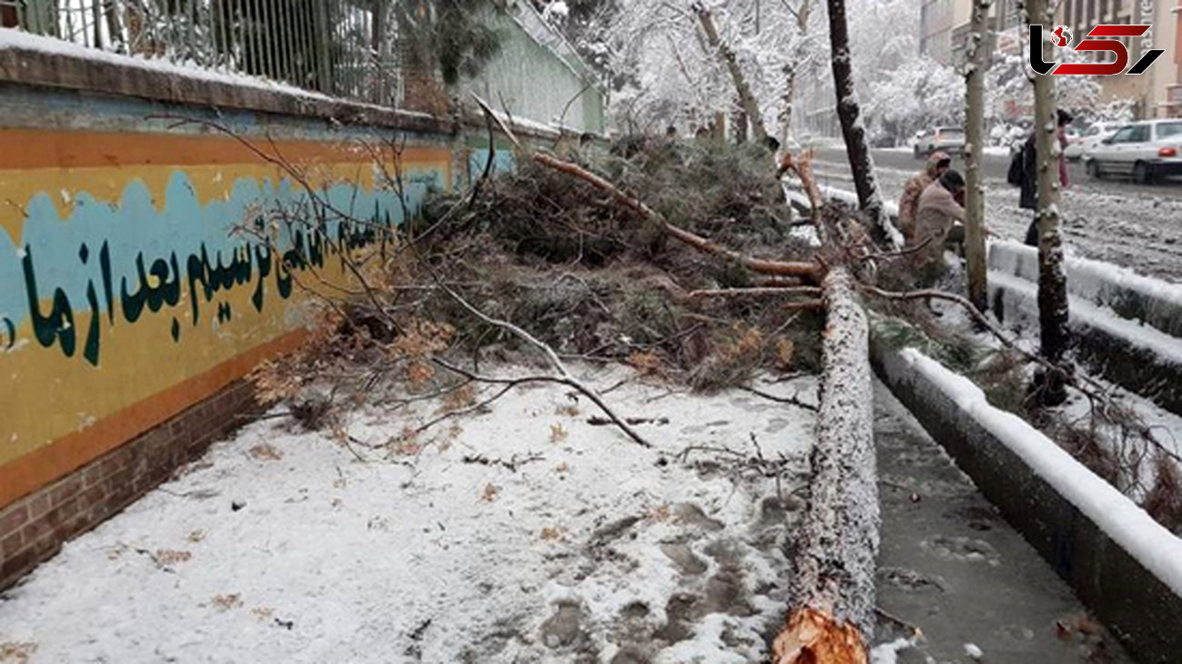 چرا برف کمر درختان تهرانی را شکست !؟