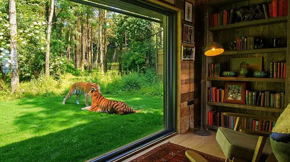 یک شب پرهیجان و رویایی در کنار ببرهای سیبری و زرافه های زیبا + فیلم 