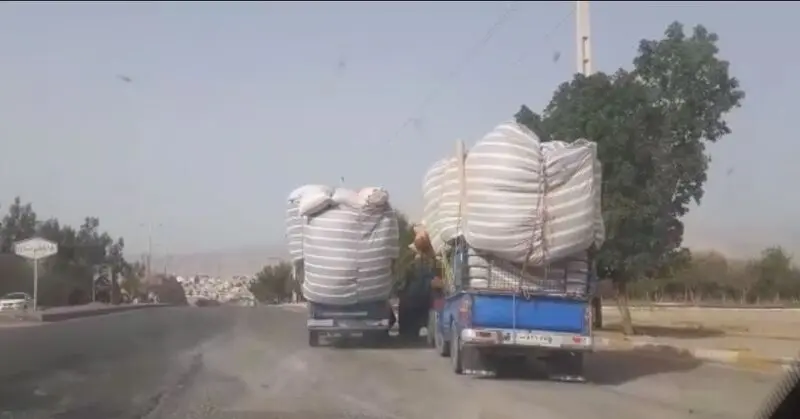 تاراج اندوخته های دامی خوزستان 3
