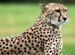 بزرگ‌ترین زیرگونه پلنگ‌ها؛ پلنگ ایرانی + فیلم