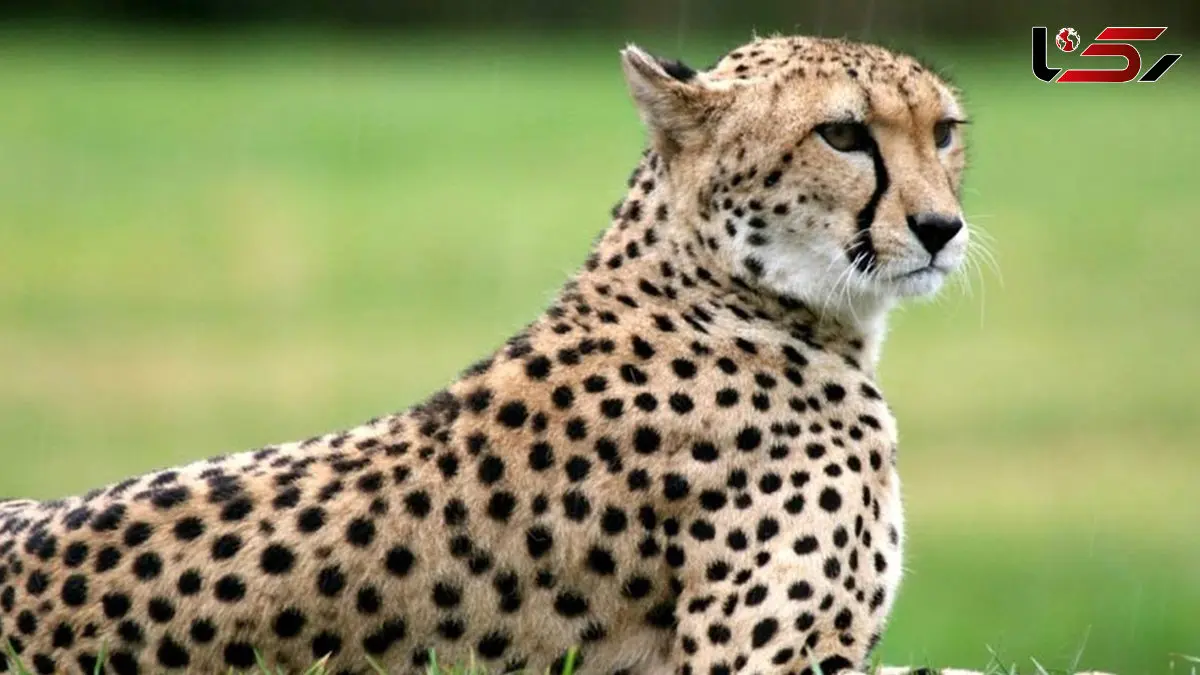 بزرگ‌ترین زیرگونه پلنگ‌ها؛ پلنگ ایرانی + فیلم