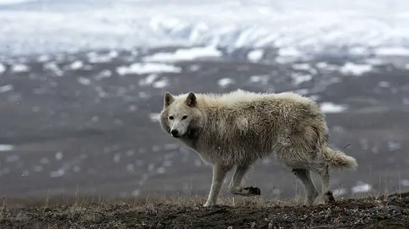 حمله حیوان گرگ نما به یک زن و کودک در خلخال !