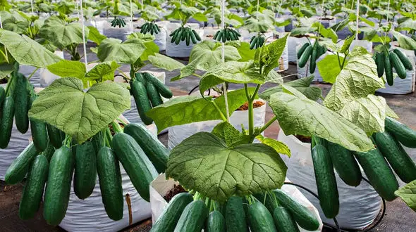 فرایند بسته بندی خیار را در کارخانه ببینید + فیلم