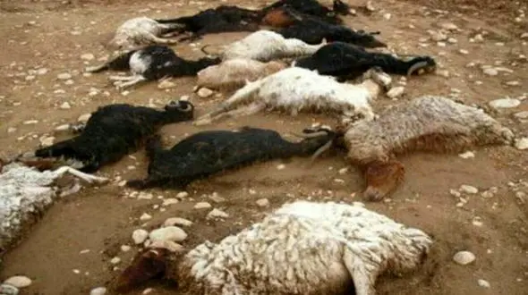 مرگ عجییب 100 گوسفند در ارسنجان / علت چه بود ؟ 