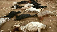 مرگ عجییب 100 گوسفند در ارسنجان / علت چه بود ؟ 