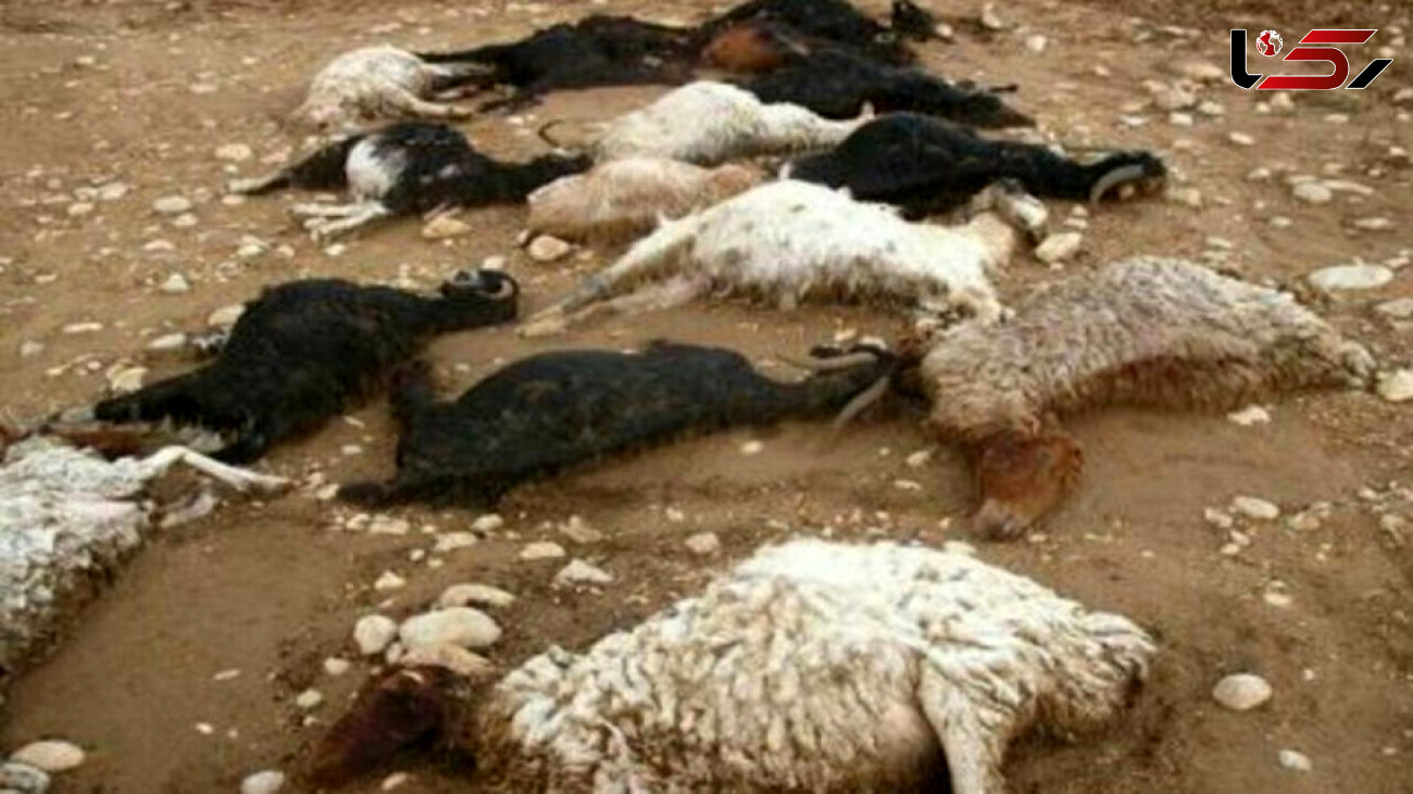 تلف شدن ۱۰ گوسفند براثر بی‌احتیاطی راننده تاکسی