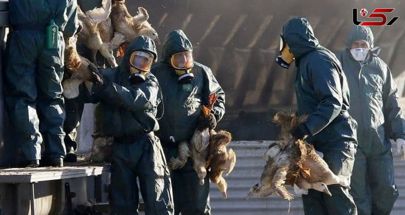 شناسایی ۲ کانون آنفلوآنزای فوق حاد پرندگان در کردستان