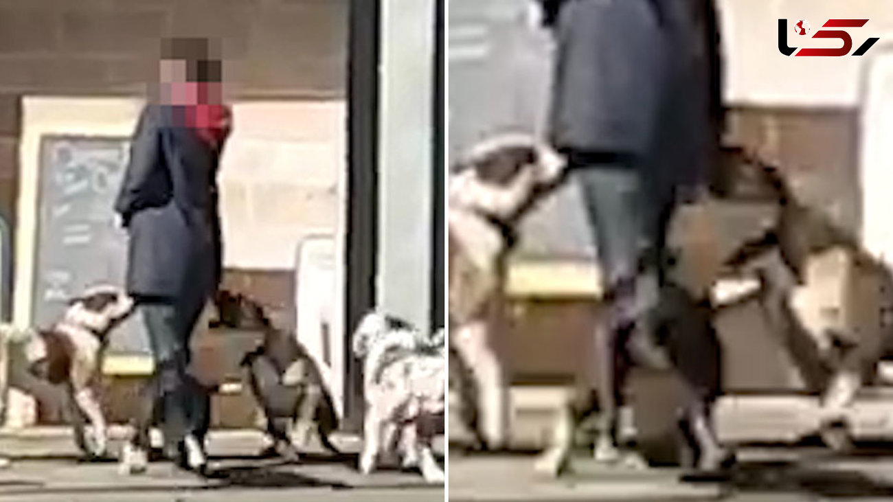  حمله سگ های وحشی به یک زن  در خیابان +فیلم و عکس