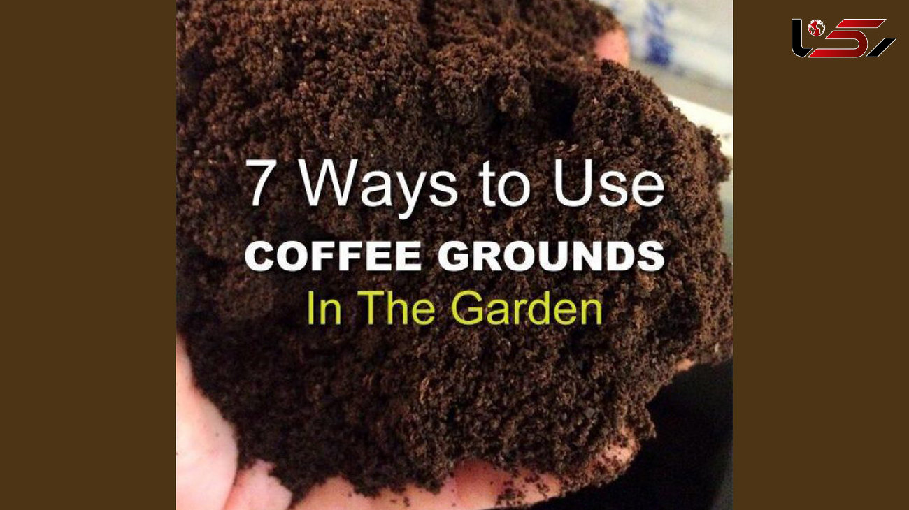 7 استفاده جالب و مفید از تفاله قهوه در باغچه