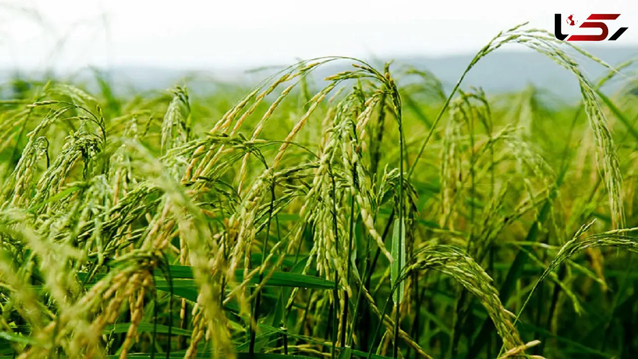 اختصاص ۵۰۰ میلیارد تومان برای خرید برنج استان های شمالی