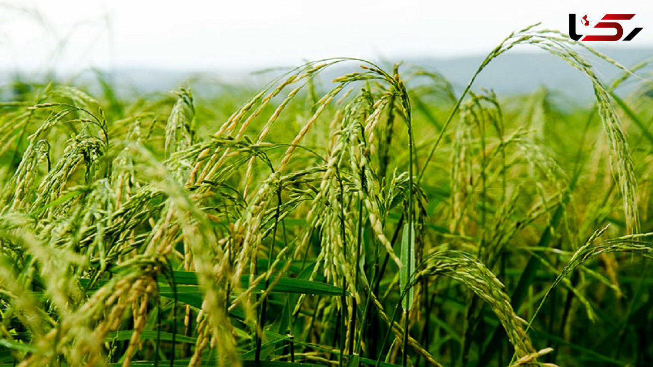 اختصاص ۵۰۰ میلیارد تومان برای خرید برنج استان های شمالی