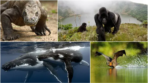 بزرگ ترین جانوران از هر گونه را بشناسید