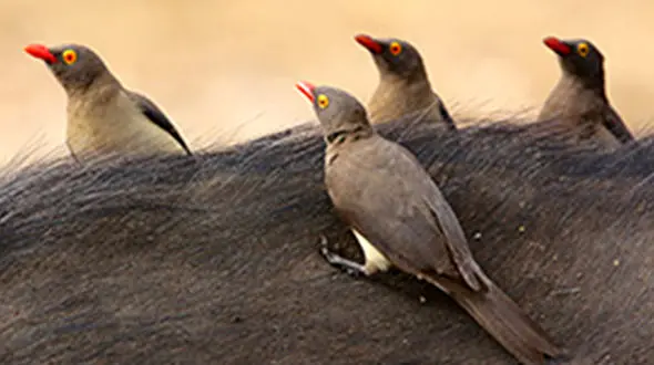 پرنده‌ای کوچک، پزشک بزرگِ دام‌ها + فیلم 