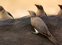 پرنده‌ای کوچک، پزشک بزرگِ دام‌ها + فیلم 