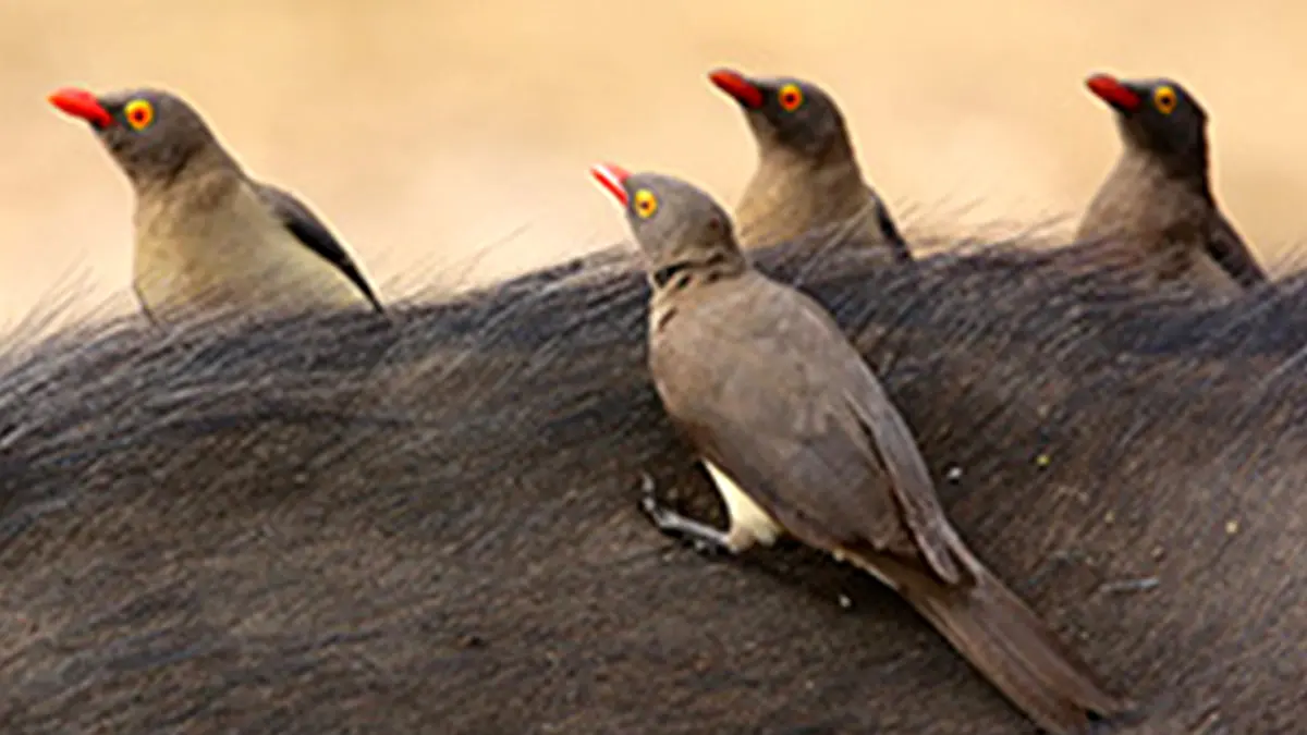 پرنده‌ای کوچک، پزشک بزرگِ دام‌ها