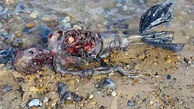 فیلم لحظه پیدا شدن جسد پری  دریایی در سواحل اقیانوس اطلس+تصاویر