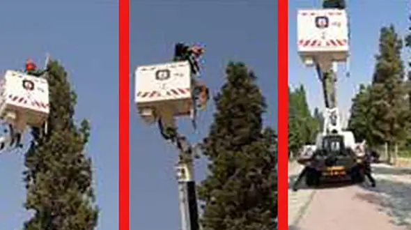 3 عکس از گربه ای که شیراز را بهم ریخت 