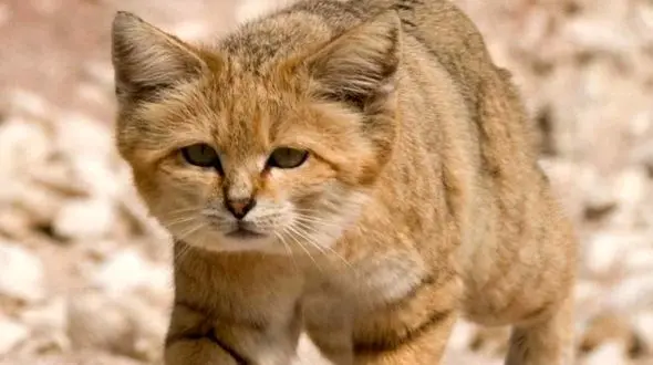 گربه شنی از گربه‌ سانان سیستان و بلوچستان