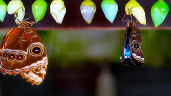 زیباترین پروانه ها روی کره زمین + فیلم