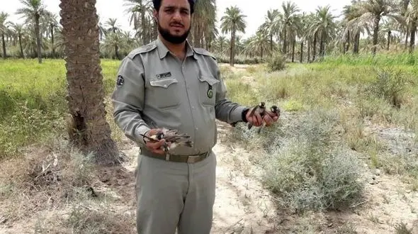 قاچاق بلبلان خرما از کشور به درهای بسته خورد 