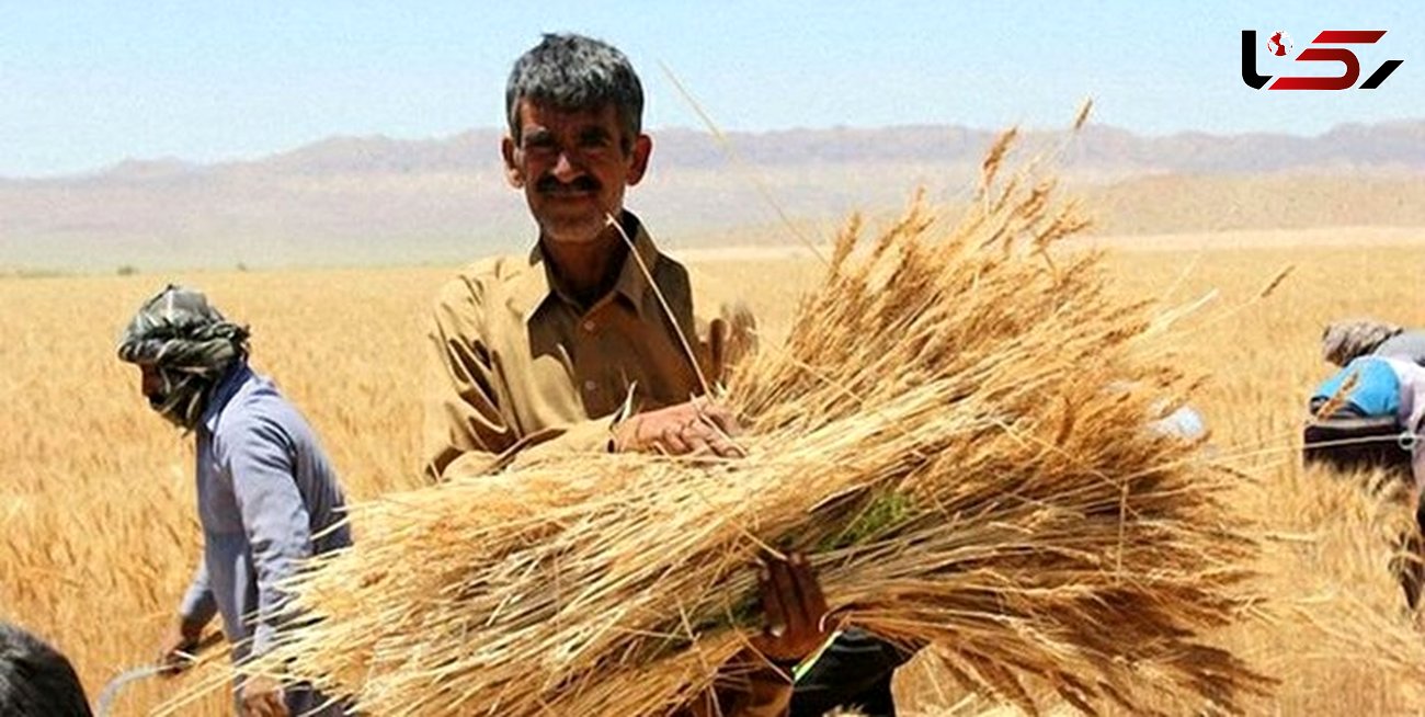 پرداخت ۲ هزار میلیارد تومان از مطالبات گندم کاران لرستانی