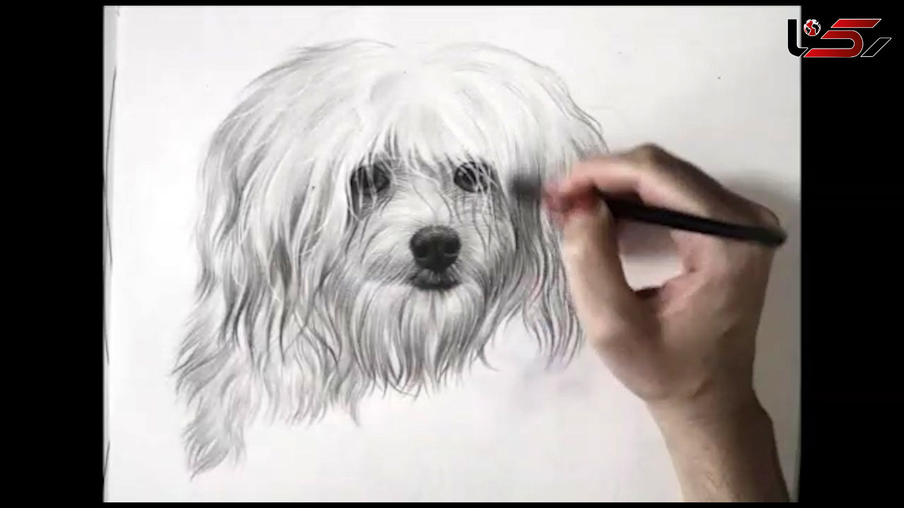 دستان هنرمندی که سگ نقاشی کرد + فیلم