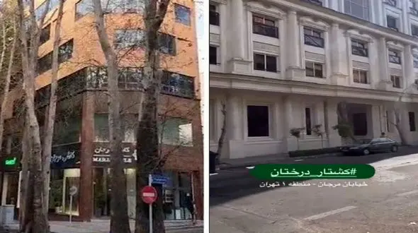 خشکاندن درختان در خیابان های تهران ادامه دارد / جرایم بازدارنده نیست + فیلم 