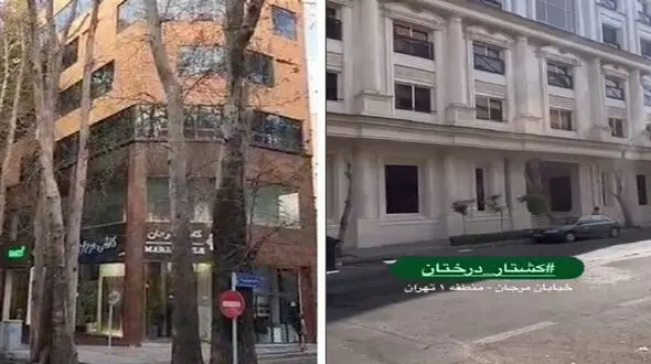 خشکاندن درختان در خیابان های تهران ادامه دارد / جرایم بازدارنده نیست + فیلم 