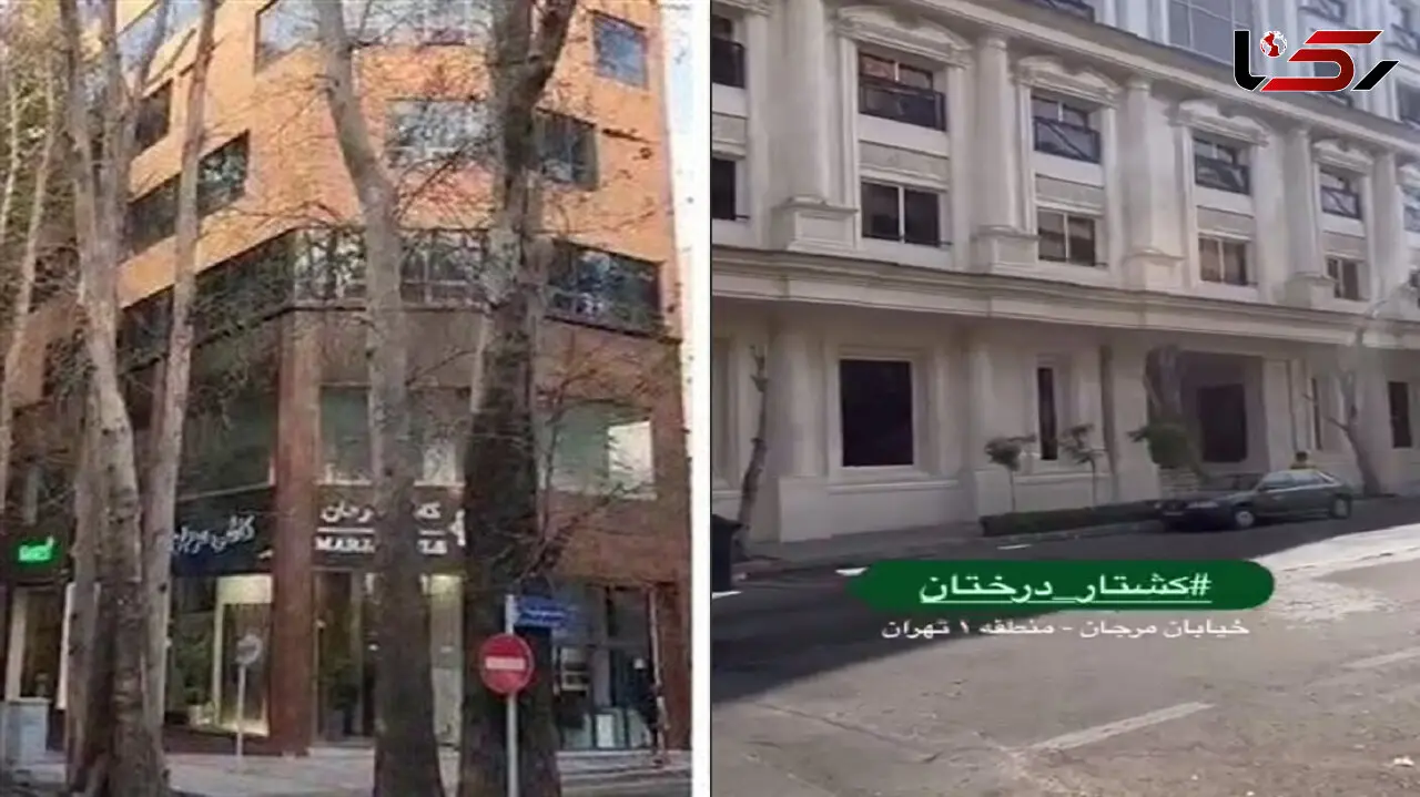 خشکاندن درختان در خیابان های تهران ادامه دارد / جرایم بازدارنده نیست + فیلم 