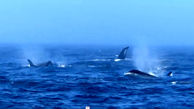فیلم حمله وحشیانه نهنگ‌ های قاتل به نهنگ‌ گوژپشت غول‌پیکر / ببینید