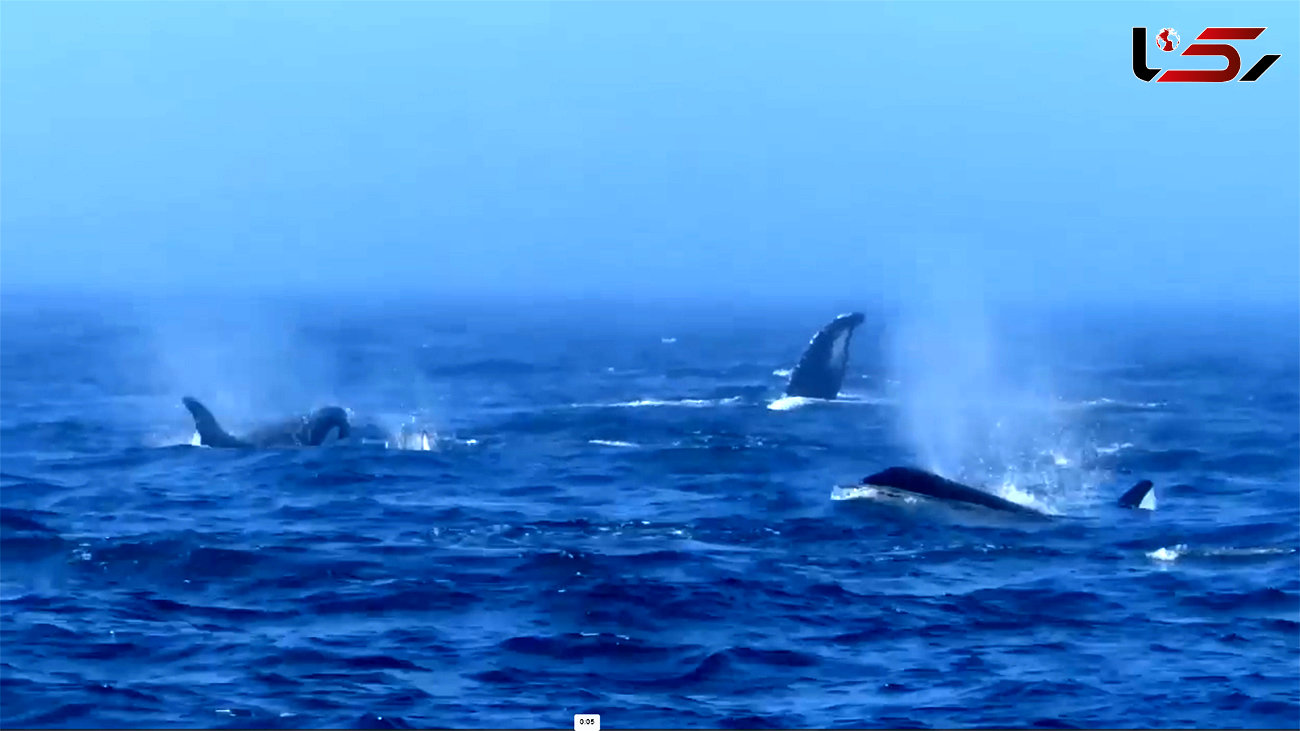 فیلم حمله وحشیانه نهنگ‌ های قاتل به نهنگ‌ گوژپشت غول‌پیکر / ببینید