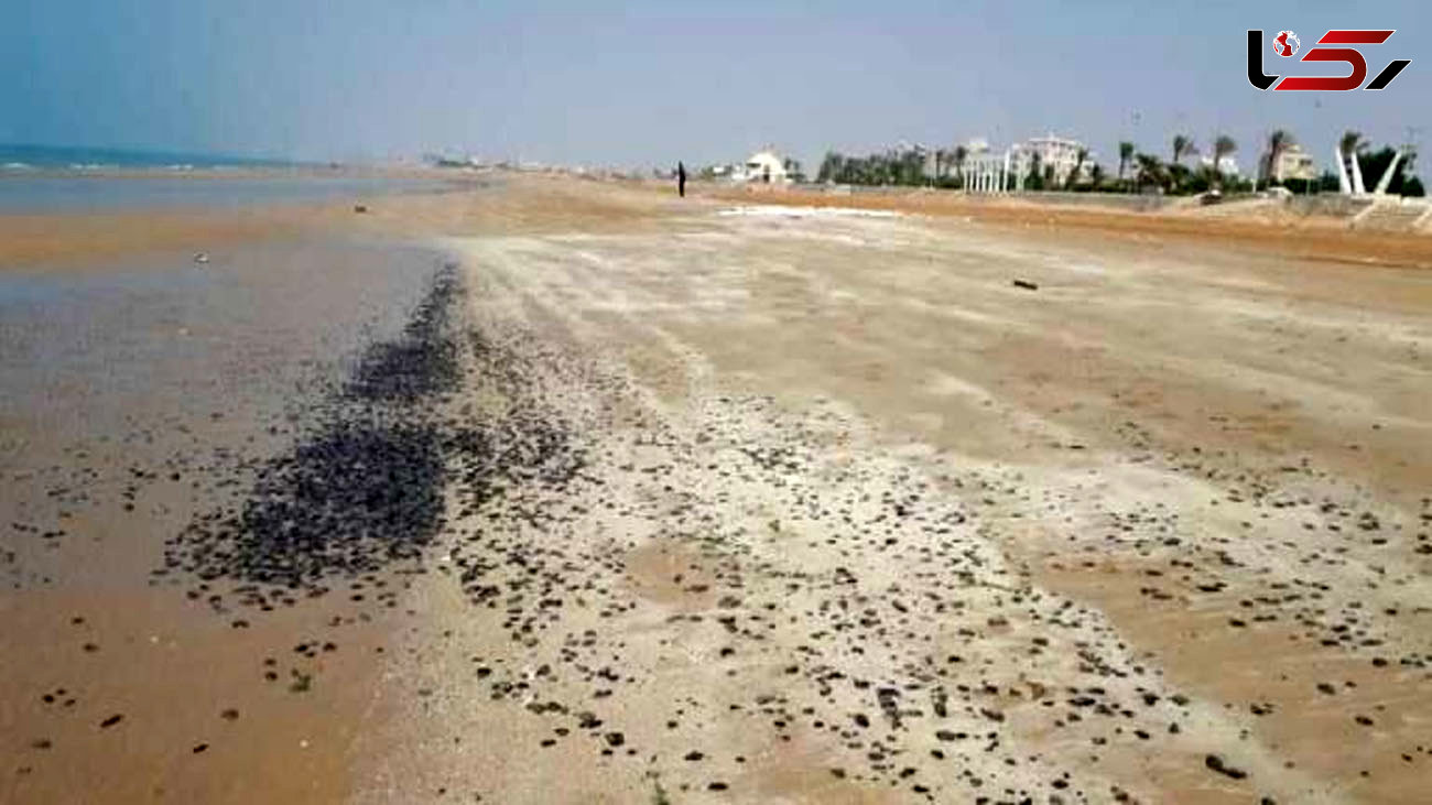 آلودگی نفتی ساحل گناوه بررسی می شود