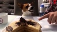 حرکات خنده دار سگ شکمو برای یک برش کیک+ فیلم