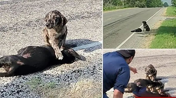 صحنه ای عجیب از وفاداری یک سگ / عکسی که دنیا را تکان داد