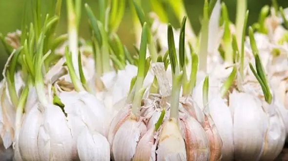 پیاز و سیر جوانه زده  را مصرف کنیم یا خیر؟