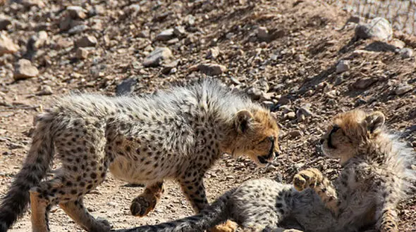 حال آذر و توران ، 2 توله یوز ایرانی چطور است ؟