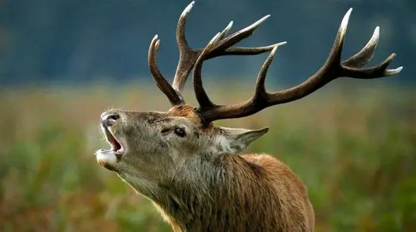 فیلم تکاندهنده / شیرها گوزن را شکار و جنین‌اش را بیرون کشیدند