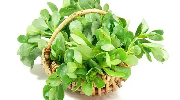 این سبزی 99 بیماری را درمان می کند