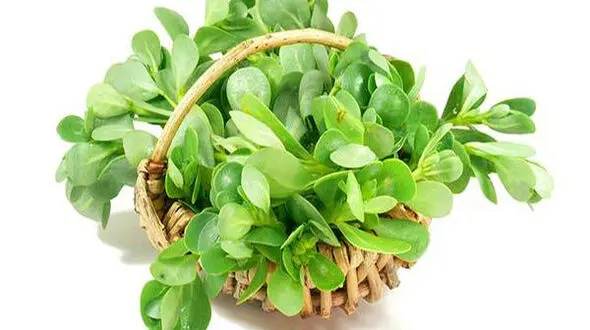 این سبزی 99 بیماری را درمان می کند